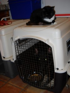 Bashir, chilling on the middle crate whilst Nellie mulls over her dinner