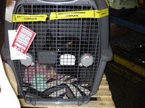 DSCN0851 Nellie rattling around in the Monster Crate