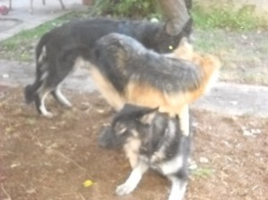 Dogpile