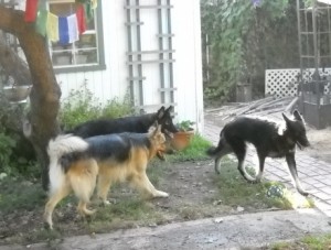 Topaz, Phoenix and Nellie