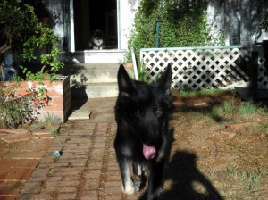 Nellie and Dragon