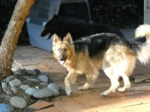 Topaz and Nellie
