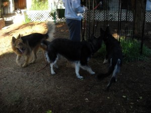 Topaz, Phoenix, Nellie