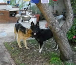 Topaz trying to get Nellie to play ball