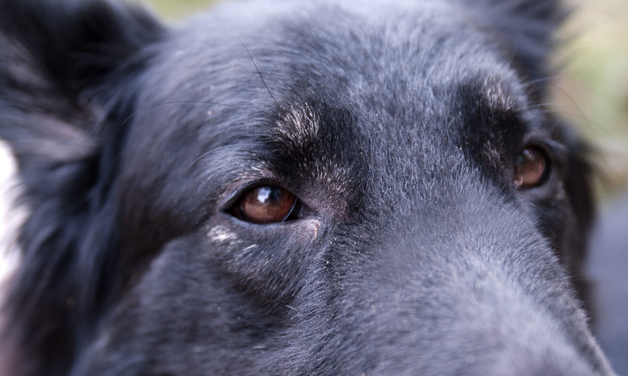 Closeup of a dog's face