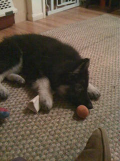 Phoenix 12 weeks