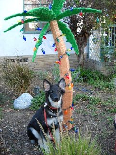 Chirstmas in CA