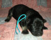 One Week Old