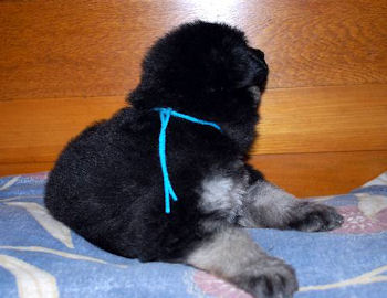 5 weeks 3