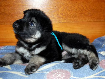 5 weeks 2